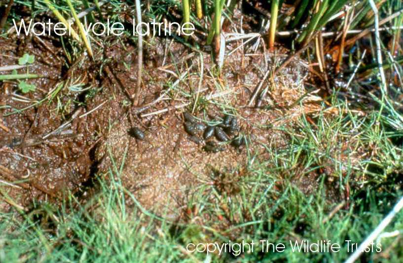 Water vole latrine